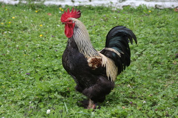 Rooster in field