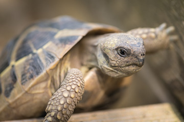 A tortoise climbing on a piece of wood