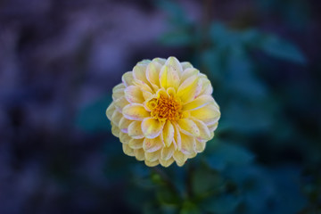 beautiful flower in french garden 