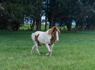 Beautiful horse at a horse ranch in Kohala on the Big Island of Hawaii