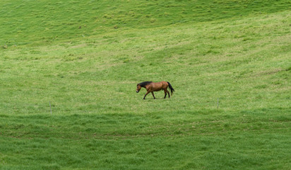 Naklejka na ściany i meble Beautiful horse at a horse ranch on Kohala, Big Island of Hawaii