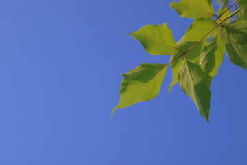 青空と葉