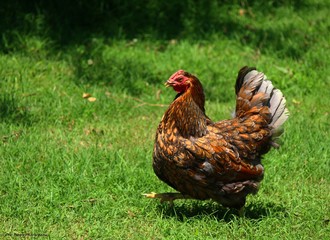 Run Chicken Run