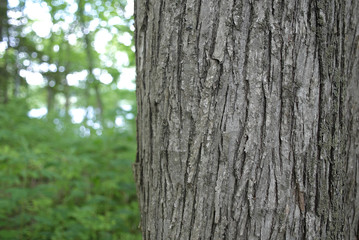 bark of a tree