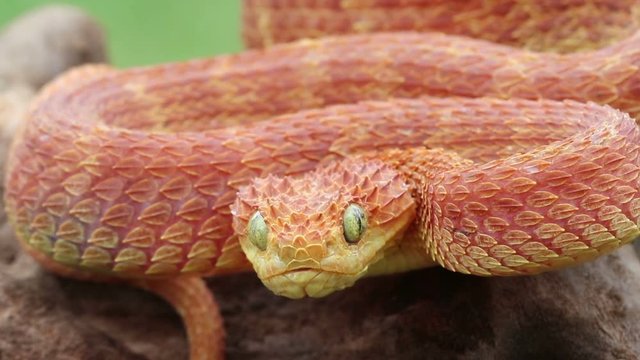 Heartbeat of a Red Bush Viper Snake (Atheris squamigera) - On the left side of this video you can see the snakes heart beating while he is still.