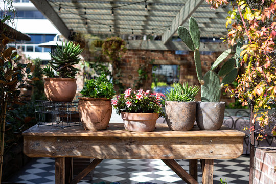 Flowers, succulents and cacti in terracotta pots, Sydney Australia