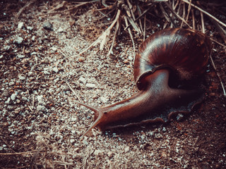 Salvador Bahia Brazil 02/01/2010 Snail sepia