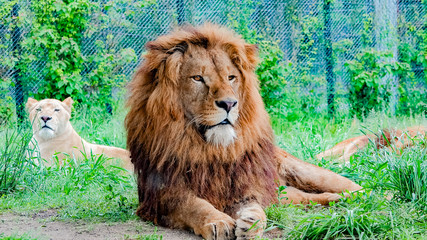 姫路セントラルパークのライオン