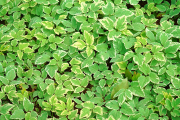 close up on ivy leaves as nature background