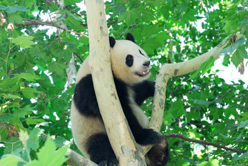close up on young panda climbing up on the tree