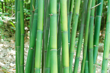 close up on green bamboo stems