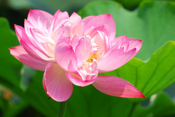 blooming lotus flower in summer pond with green leaves as background