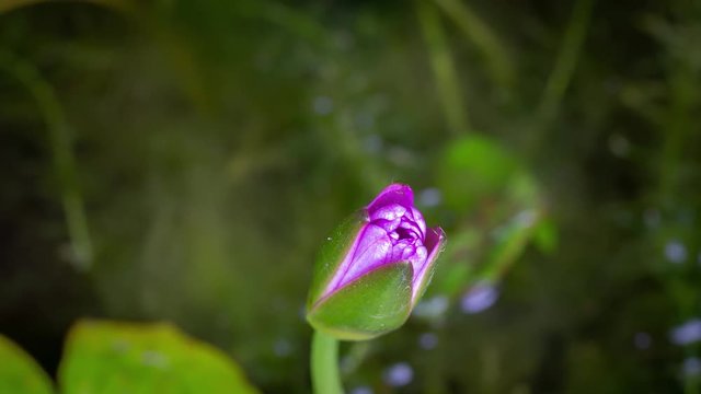Time lapse opening of water lily flower, Lotus blooming