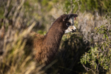 Young llama looking for food