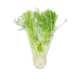 fresh fennel vegetable isolated on white background