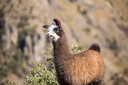 Baby llama near Cochabamba