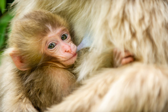 Macaque with nursing infant, Jigokudani Monkey Park