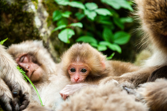 Macaque with infant, Jigokudani Monkey Park