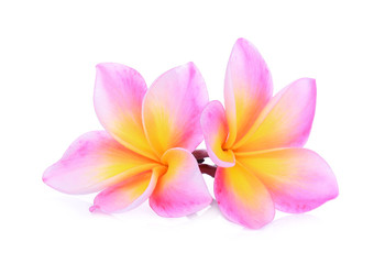 pink frangipani flower isolated white background