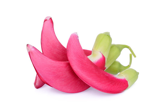 red agasta (sesban) vegetable isolated o white background