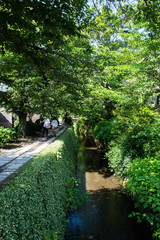 Fototapeta premium 新緑の哲学の道（京都・日本）