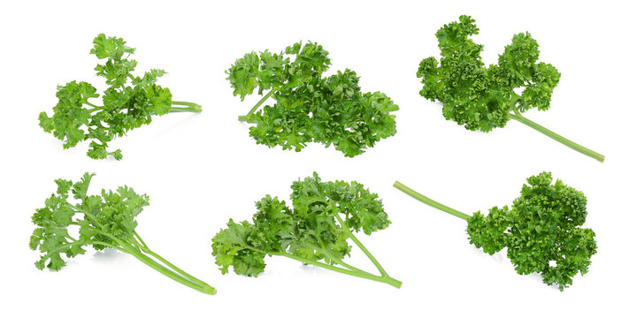 set of parsley isolated on a white background