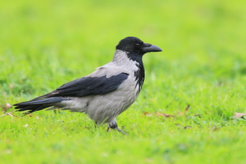 Hooded crow (Corvus cornix) in Turkey