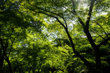 Fototapeta premium 新緑の真如堂（京都・日本）