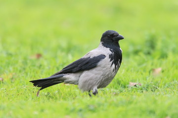 Obraz premium Hooded crow (Corvus cornix) in Turkey