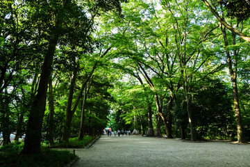 新緑の夕方の下鴨神社（賀茂御祖神社）参道（京都・日本）