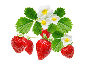 freshness ripe srawberries on white background