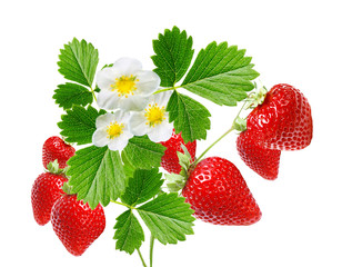 ripe garden freshness strawberries