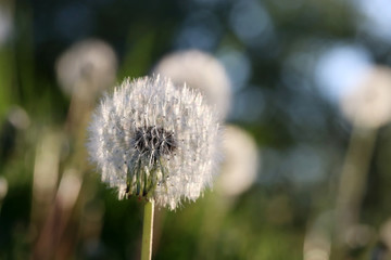 Beautiful spring nature background with dandelion close up. Dandelion seed head in setting sun light close up in a shallow depth of field on a green lawn with dandelions bokeh background.