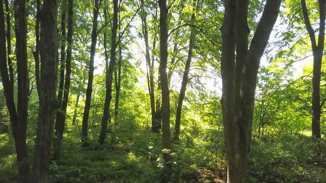 4K  Aerial.  Slow smooth fly up inside green summer wood. 