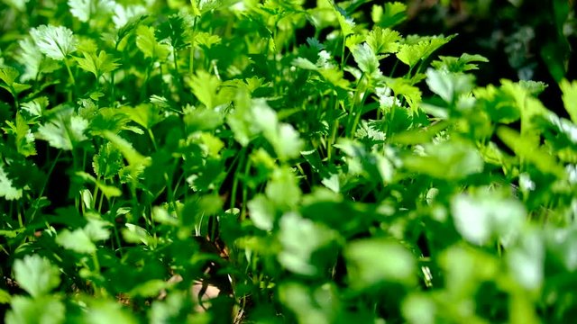 Video UHD camera move beside Coriander, fresh green herb, close up, 4K,