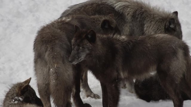 Black wolf with piercing eyes in a pack 