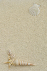 貝殻　ひとで  白い砂




