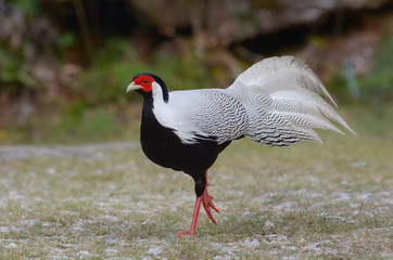 Silver pheasant, male ; Lophura nycthemera 