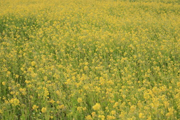 菜の花畑 © tsuchikure