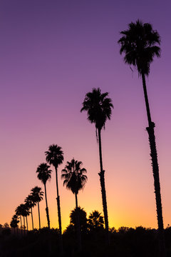 Beautiful vivid sunset with silhouette of Palm trees