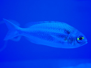 Fototapeta premium Ocean fish with bright eye in blue ocean black ground