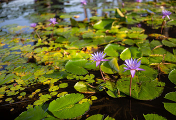 Purple lotus flowers in Singapore
