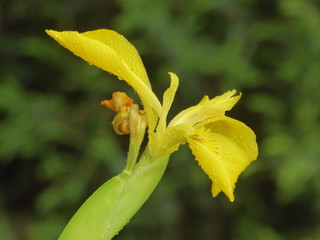 Ирис в каплях. 