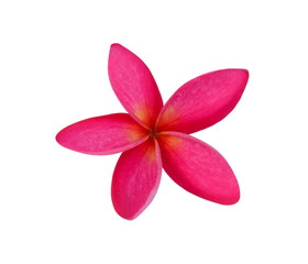 Plumeria on white background