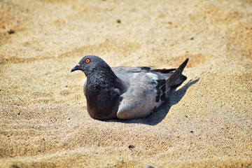 A Pigeon resting nestled in the sand on Beach in Puerto Vallarta, Mexico