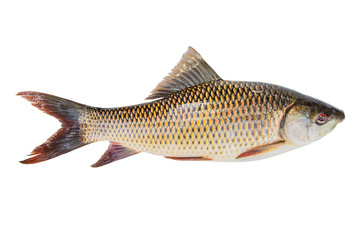Probarbus jullieni (Cyprinidae)  freshness Fish isolated white background