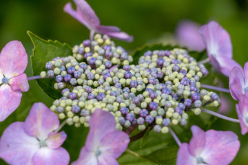 Hydrangea at Hattori Farm in Mobara City, Chiba Prefecture, Japan / Hattori farm is a famous place called a hydrangea mansion