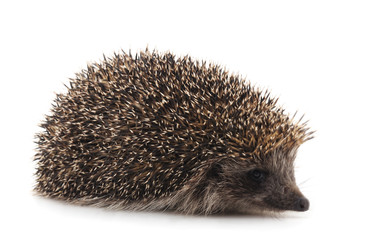 One brown hedgehog.