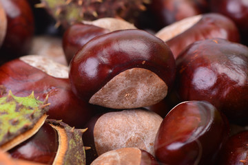 Medical chestnut