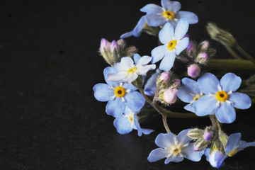 Naklejka na ściany i meble Forget-me-nots close-up on a black background, macro photo.